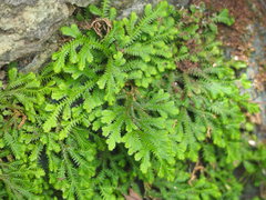 Selaginella repanda