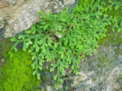 Selaginella repanda