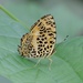 Symbrenthia sinica - Photo (c) Sid Francis, some rights reserved (CC BY-NC), uploaded by Sid Francis