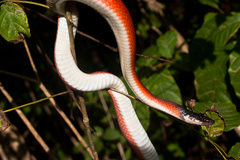 Coal Snake photo 3