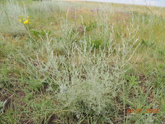 Artemisia nitrosa