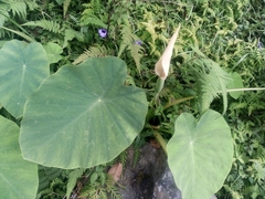 Colocasieae
