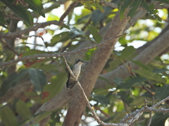 Chlorostilbon mellisugus