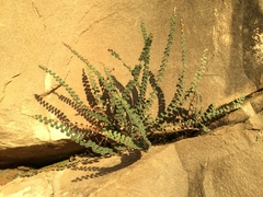 Astrolepis cochisensis