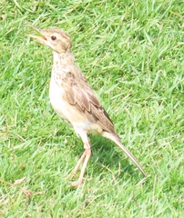 Paddyfield Pipit photo 6