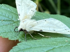 Spilosoma lutea