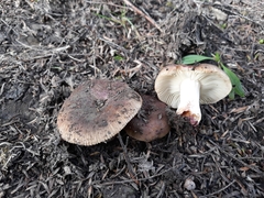 Russula vinaceocuticulata