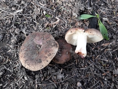 Russula vinaceocuticulata
