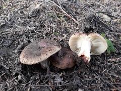 Russula vinaceocuticulata