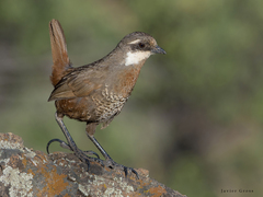 Pteroptochos megapodius