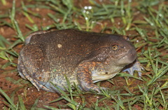 Glyphoglossus molossus