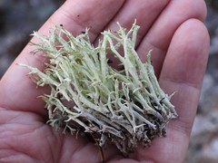 Cladonia uncialis biuncialis