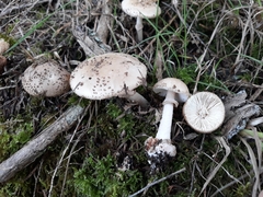 Amanita australis