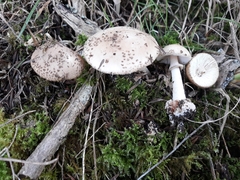 Amanita australis