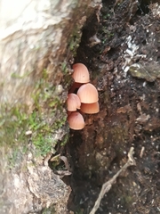 Mycena parsonsii