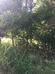 Pittosporum ferrugineum