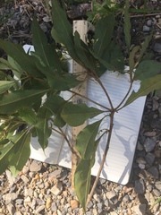 Pittosporum ferrugineum