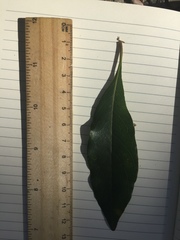 Pittosporum ferrugineum