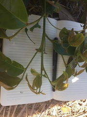 Glochidion harveyanum