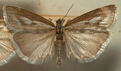 Catoptria combinella