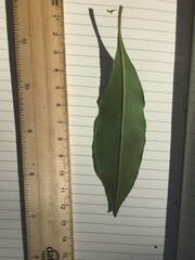 Pittosporum ferrugineum