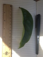 Glochidion harveyanum