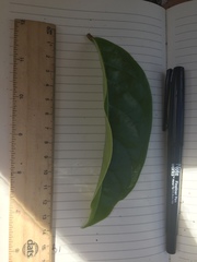Glochidion harveyanum