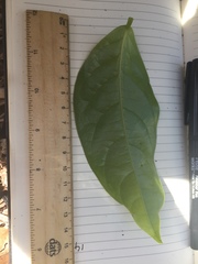 Glochidion harveyanum