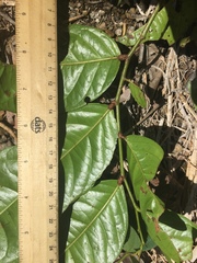 Glochidion harveyanum