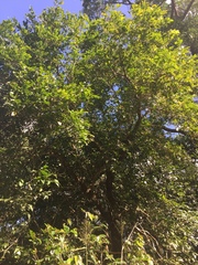 Glochidion harveyanum