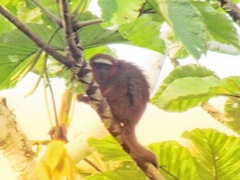 Plecturocebus discolor