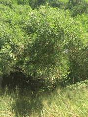 Acacia polystachya