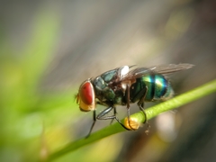 Chrysomya megacephala