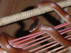 Coal Snake photo 4