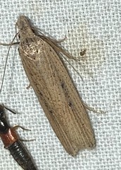 Dichomeris bipunctellus
