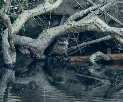 iNaturalist observation photo of North American River Otter