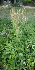 Rumex thyrsiflorus