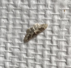 Idaea rusticata