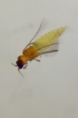 Scirtothrips