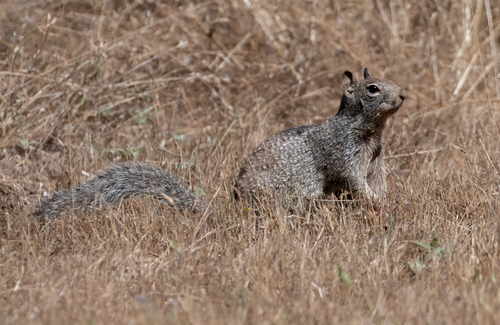 iNaturalist observation photo of Douglas's Ground Squirrel
