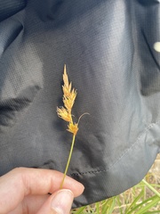 Carex arenaria