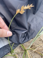 Carex arenaria