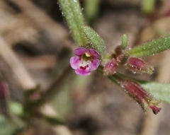 Erythranthe breweri
