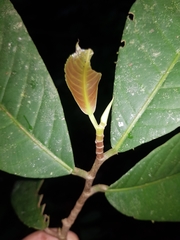 Fusispermum laxiflorum