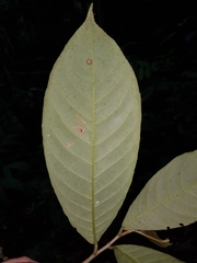 Fusispermum laxiflorum
