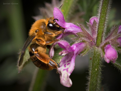 Cadeguala occidentalis