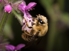 Cadeguala occidentalis