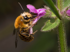 Cadeguala occidentalis