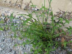 Lactuca indica