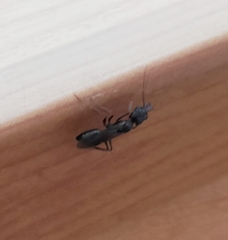 Odontomachus simillimus